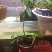 fullplantfront