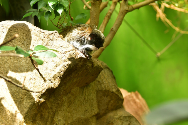 Emperor tamarin at Copenhagen Zoo