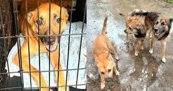 Six Dogs Find Hope After Owner's Sudden Passing