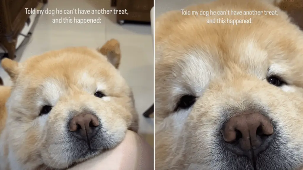 Casper the Chow Chow's Plea for Treats Wins Hearts