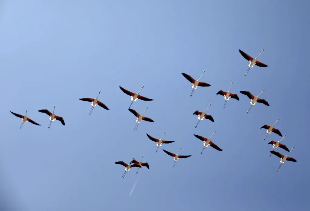 Recovering Wetlands Boost Flamingo Numbers in Venice