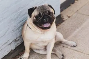 Dogs Struggle in Summer Heat