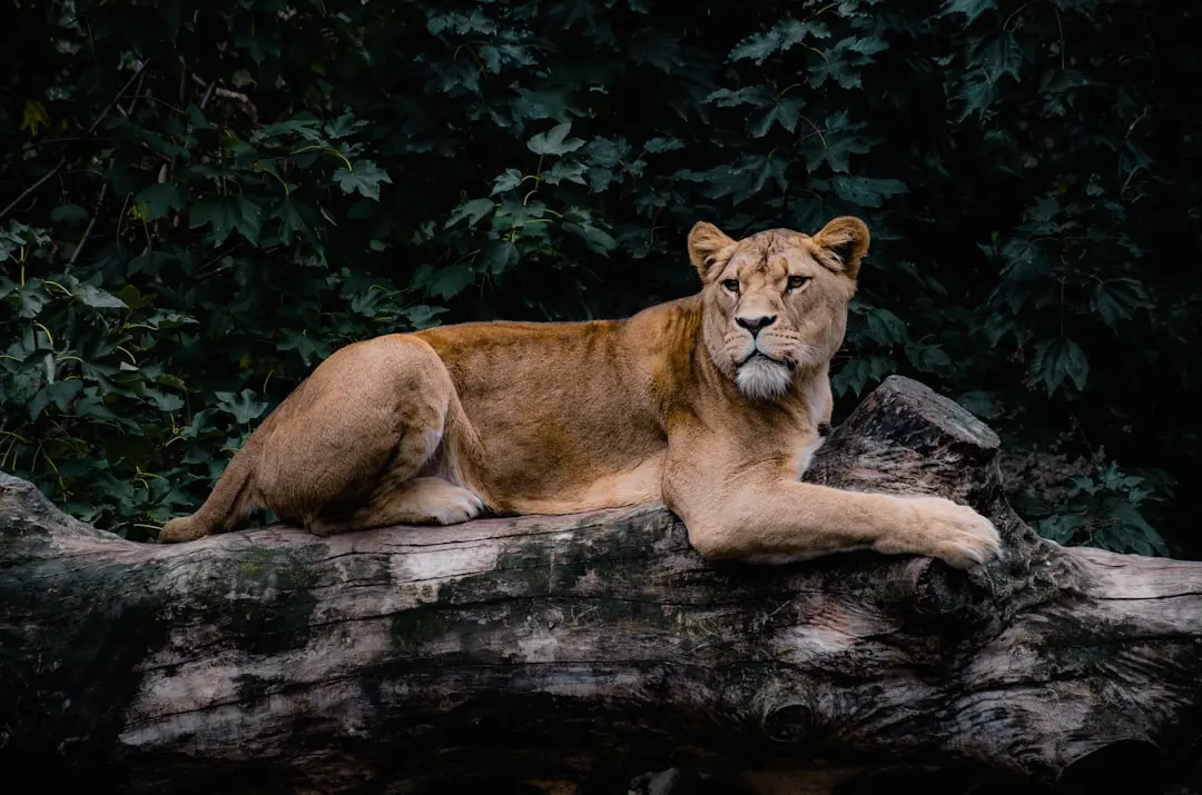 Săptămâna de la Leo: o schimbare majoră pe orizont