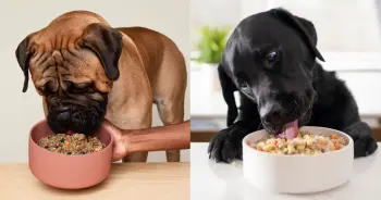 Comparing Freshly-Made Dog Food: Ollie and Nom Nom