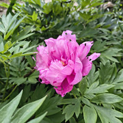 Peony First Arrival