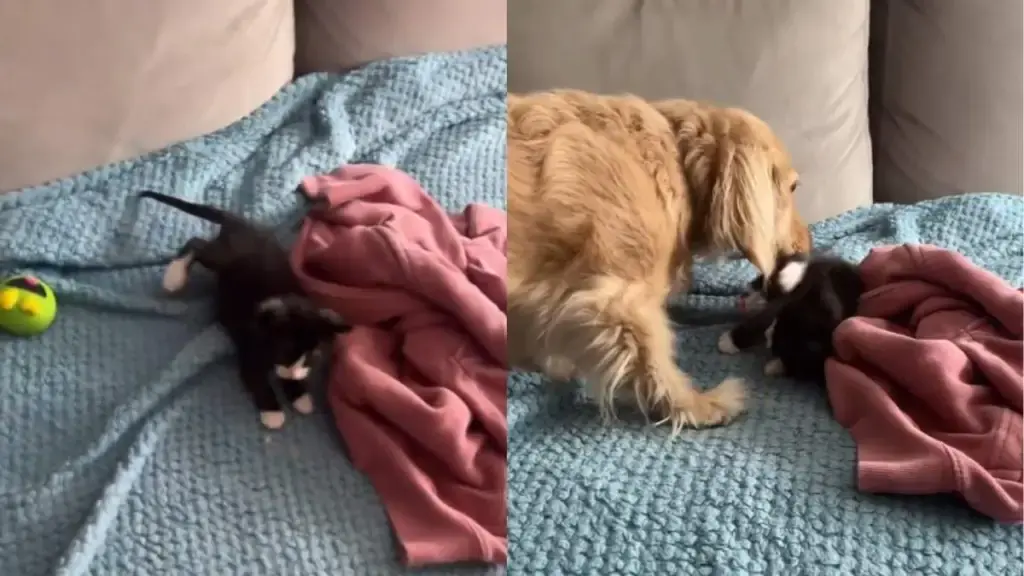 Dachshund Greets Foster Kitten With Morning Affection