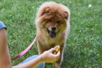 Best Pill Pockets for Chow Chows