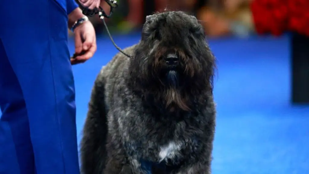 Teen's Prom Dress Delivery Leads to Dog Rescue in Missouri