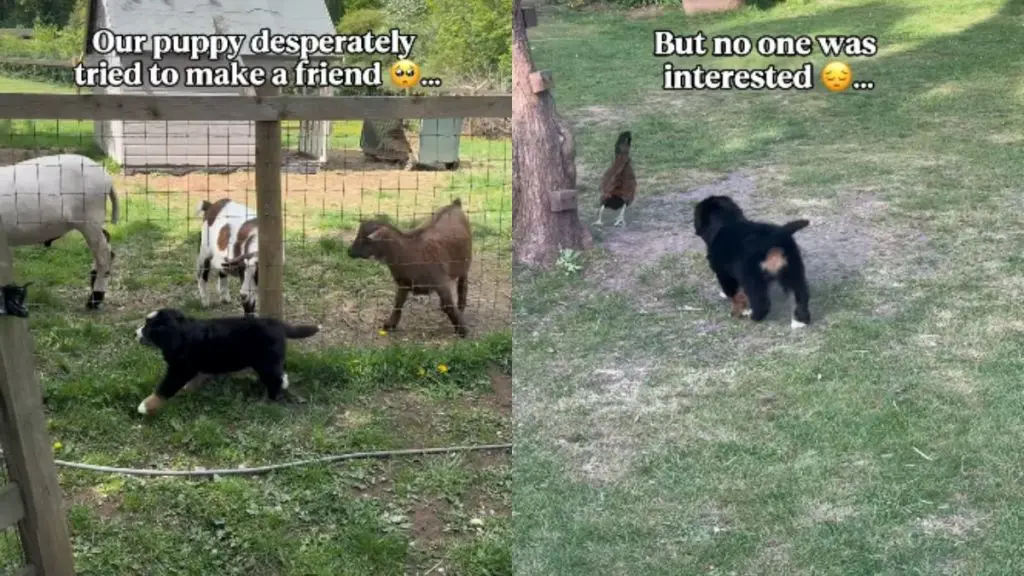 Puppy Finds Unexpected Friendship with Sheep on Farm