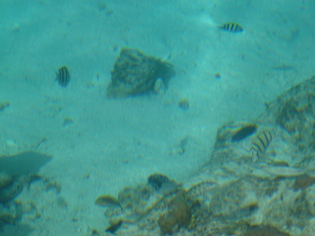 P1060441