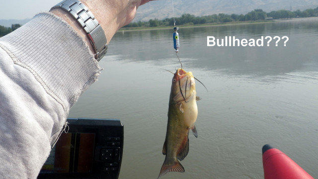 BULLHEAD