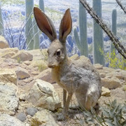European Hare