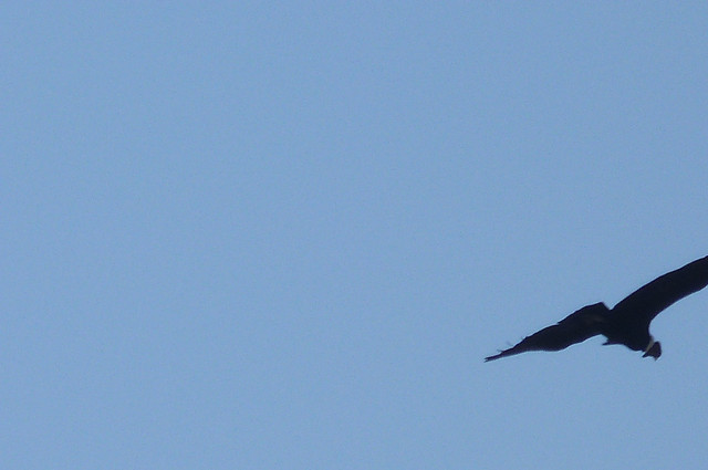 Condor.jpg
