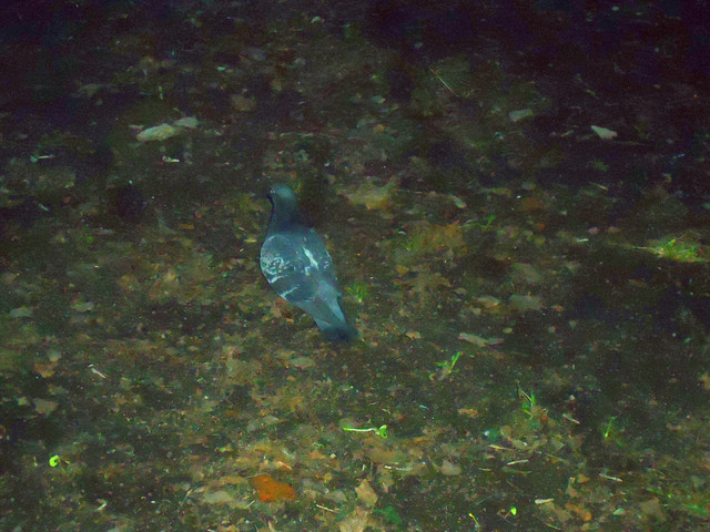 DSC02668-1