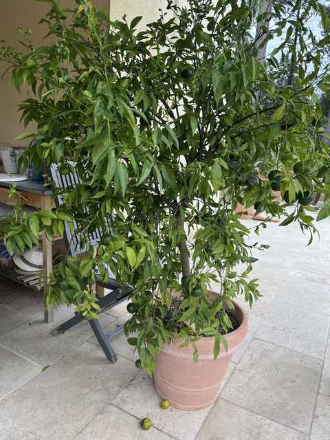 IMG-4909.jpg
