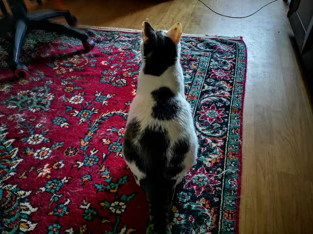 bsh