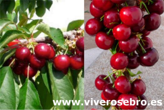 Cerise Nimba, variété de cerise Nimba, cerise de récolte précoce, cerise apte à l'exportation, photo de cerises