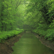 wp4452516-bright-forest-wallpapers