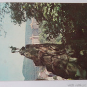 IMG-6331