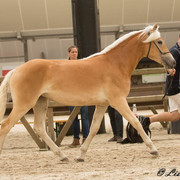 39-1-van-1