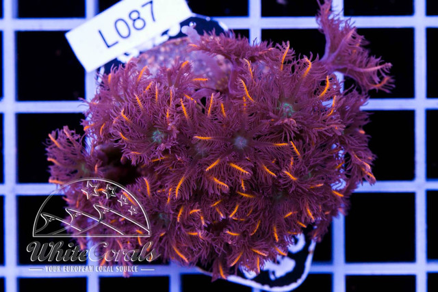 210825-108
