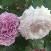 Lavender-Ice-Rosenfaszination