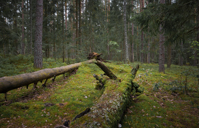 DSC03340-1-0