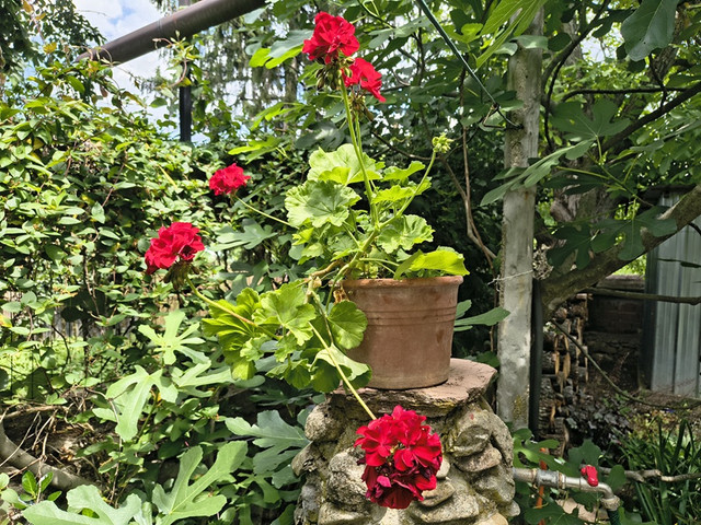 pelargonium2.jpg