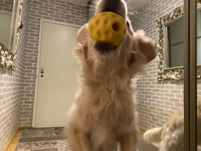 2-A4-FAB21-6607-45-FC-83-E7-B082-FDD3-E8