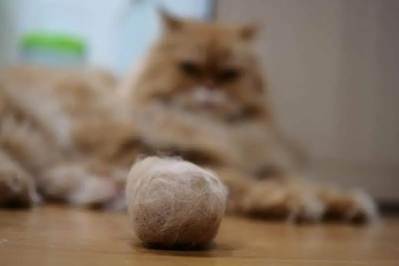 Simple Tips to Keep Your Cat Free of Hairballs