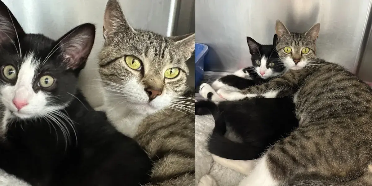 Mom Cat and Kitten Arrive at Shelter as Unseparable Pair