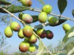 L'olivier Frantoio est l'une des variétés italiennes les plus répandues Le Frantoio est l'une des variétés d'olives italiennes les plus répandues pour l'huile d'olive