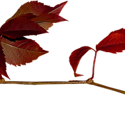 Leaves25