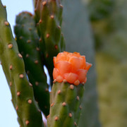 DSC-0726
