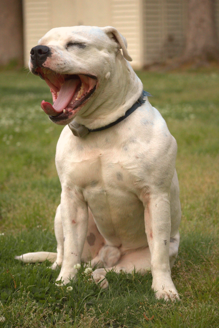 doggo-3.png