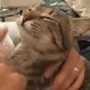 cat12.gif
