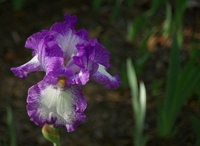 IMGP8938.jpg