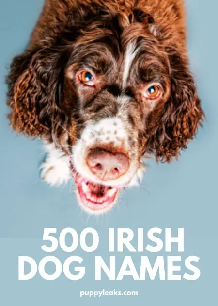 Irish Dog Names: A Timeless Tradition for Your Furry Friend
