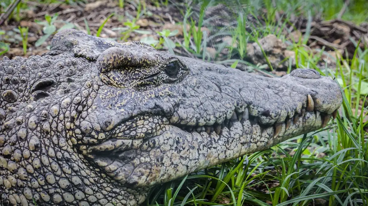 Fidel, crocodilul din Kazahstan, a împlinit 40 de ani cu un tort special