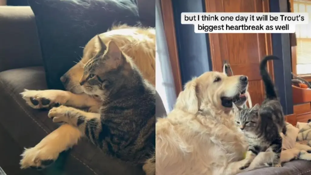 Kitten Proves He Loves Senior Dog More Than Anything
