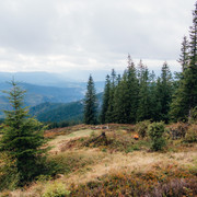 IPB Image