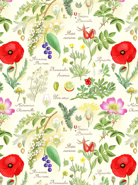 Botanical-Sketch.png