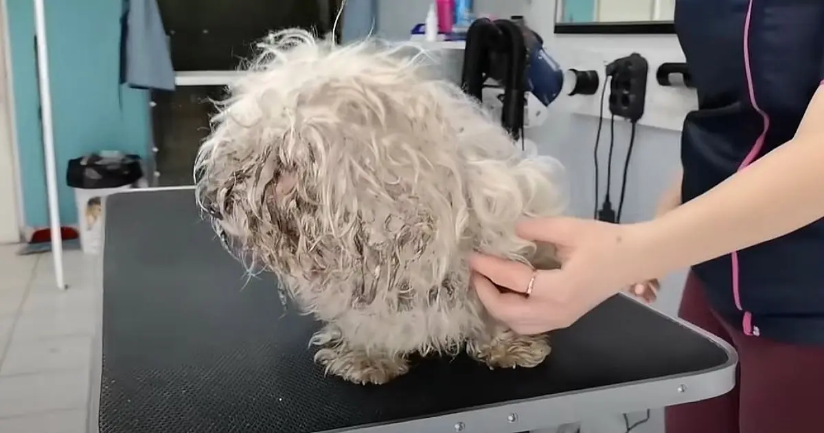 Dog’s Stunning Transformation Reveals Sweet Face