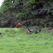 D Titley Junction