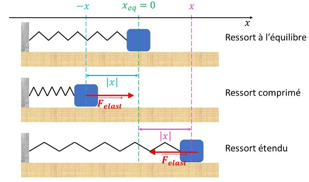 Énergie potentielle élastique d'un ressort — compression et extension