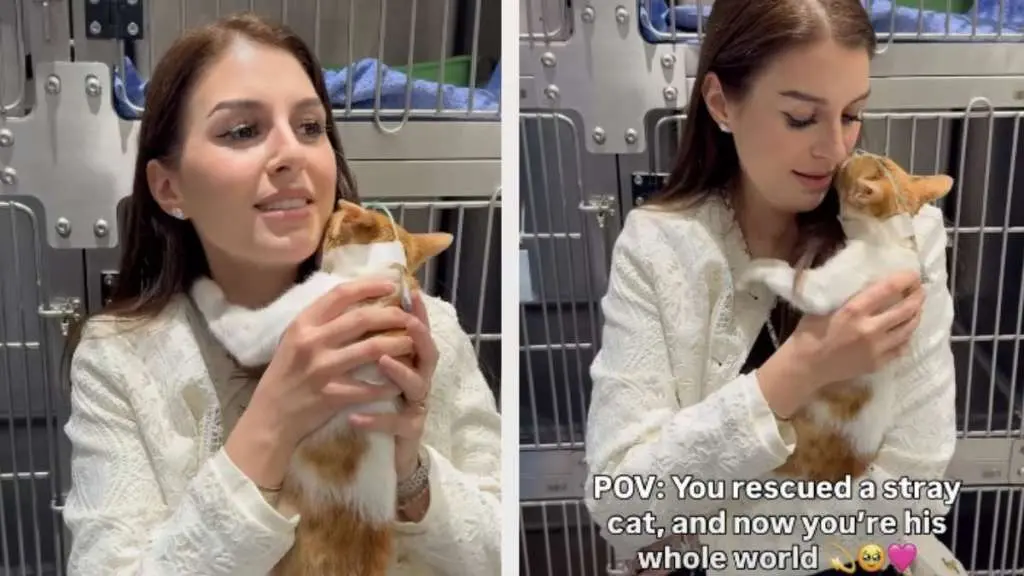 Stray Cat Refuses to Leave Rescuer