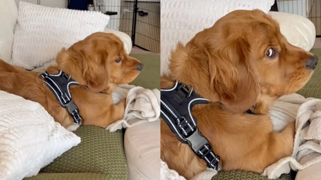 Golden Retriever's Disappointed Stare Goes Viral After Owner Chooses Friends