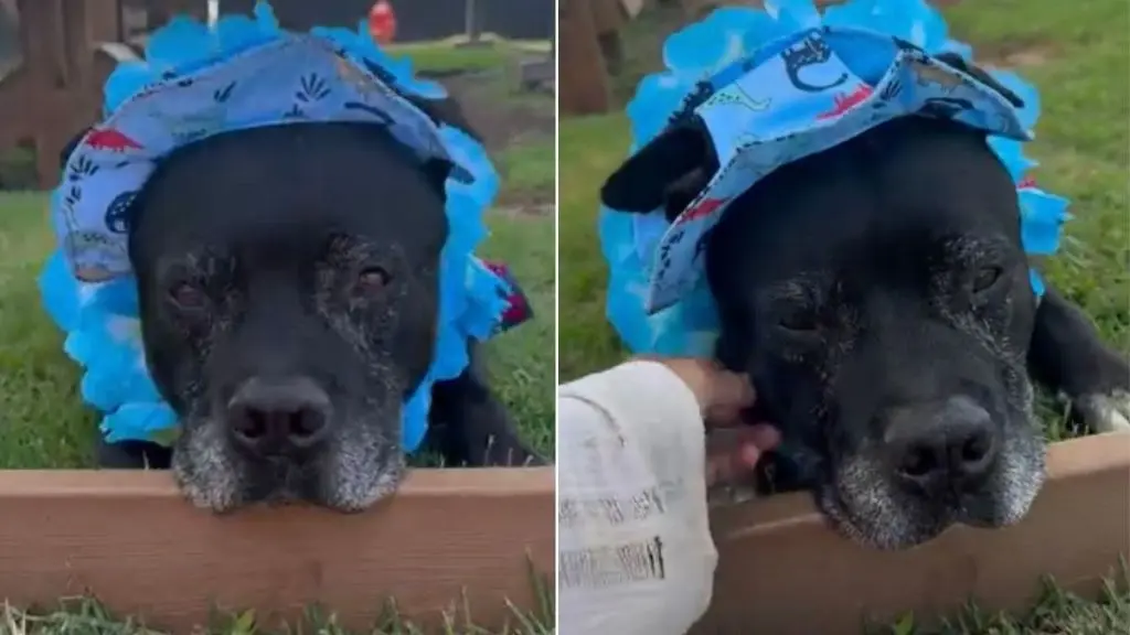 Elderly Shelter Dog Resists Return to Kennel After Outdoor Play