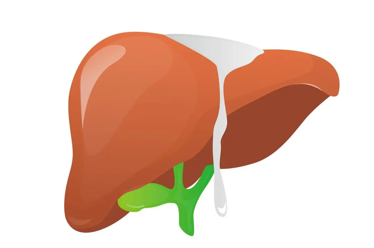 Liver Transplants in Spain Now Deliver a Net Economic Gain