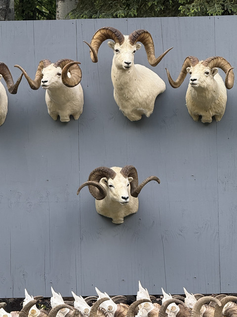 Bob s Sheep.jpg